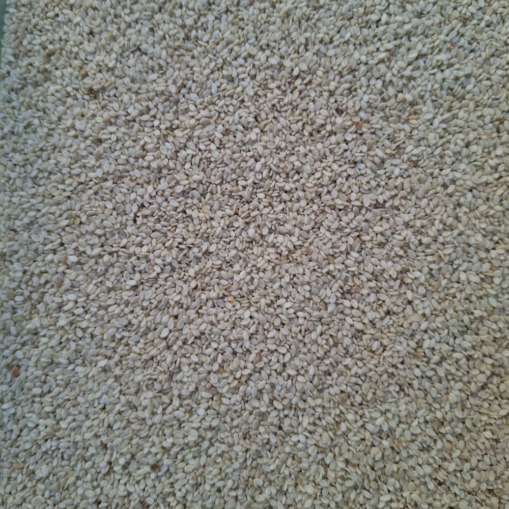 Semilla de sésamo blanco